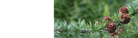 Cedrus - Cedar Trees