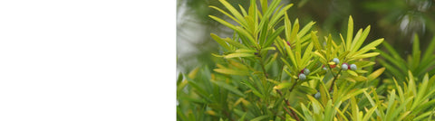 Conifers