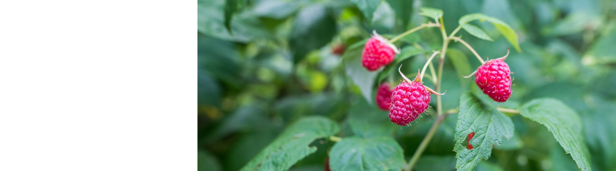 Tasmanian Raspberry Canes Raspberry Canes | Mail Order Trees