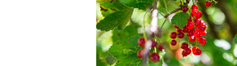 Whitecurrant Plants