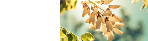 Gleditsia - Honey Locust Trees