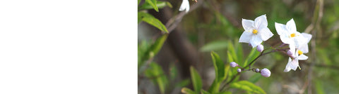 Abutilon - Trailing Abutilon