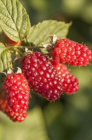 Raspberry Canes