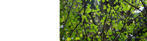 Acer Trees - Sycamore and Maple Trees