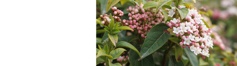 Laurus - Bay Tree