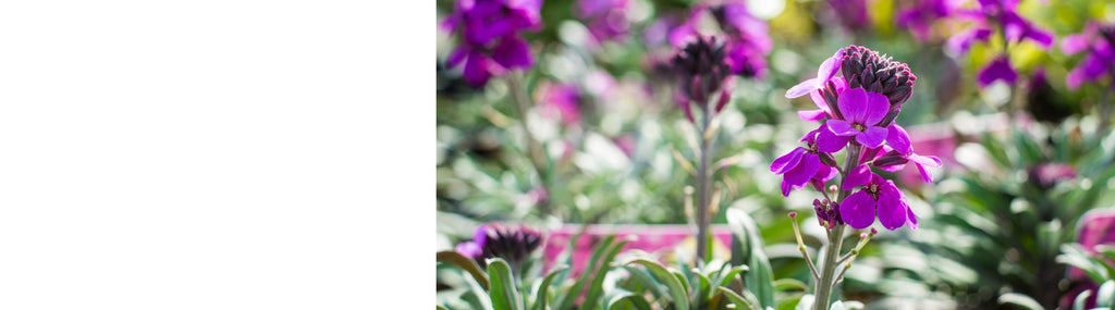Erysimum Plants