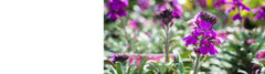 Erysimum Plants