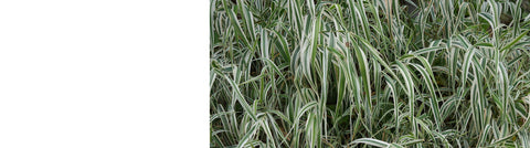 Phalaris Plants