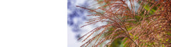 Miscanthus Plants