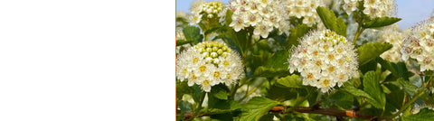 Cotinus - smoke bush
