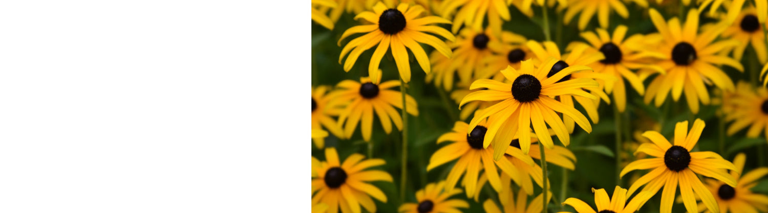 Rudbeckia Plants
