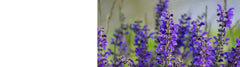Salvia Plants