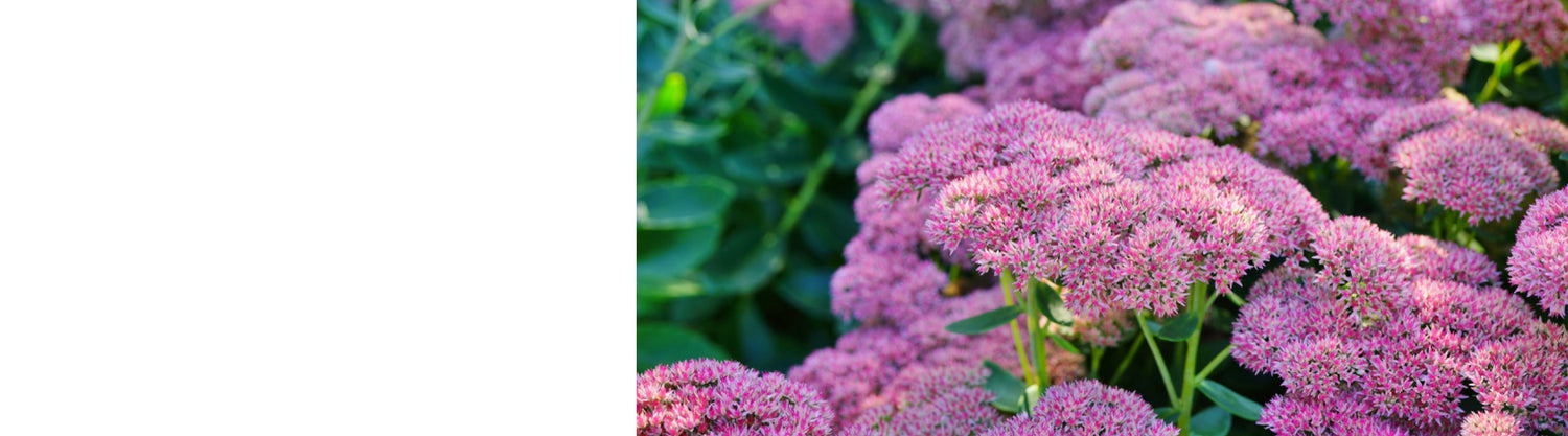 Sedum Plants