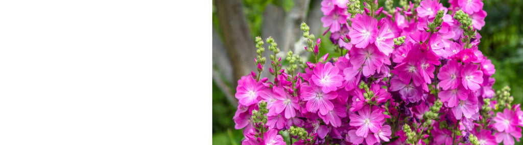 Sidalcea Plants