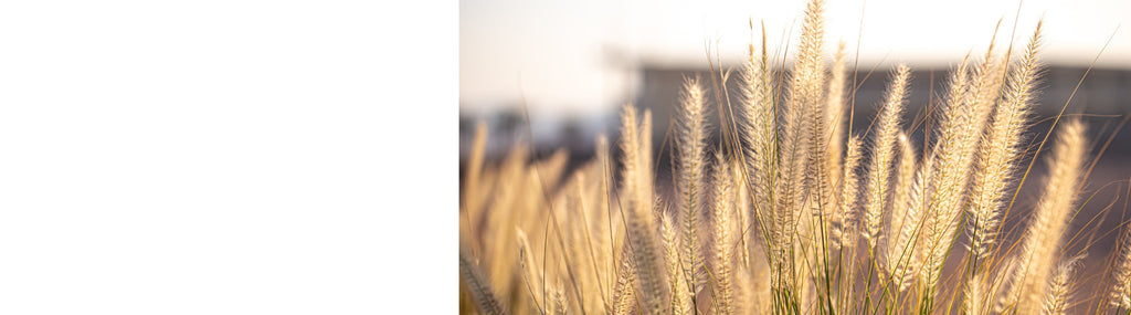 Stipa Plants