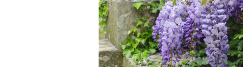 Vitis - Ornamental Grape Vines