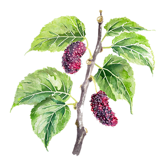 Mulberry Trees