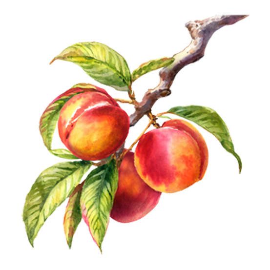 Nectarine Trees