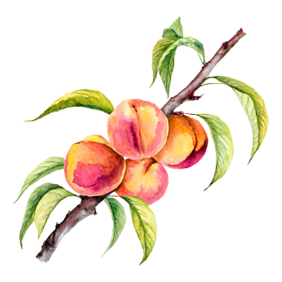 Peach Trees