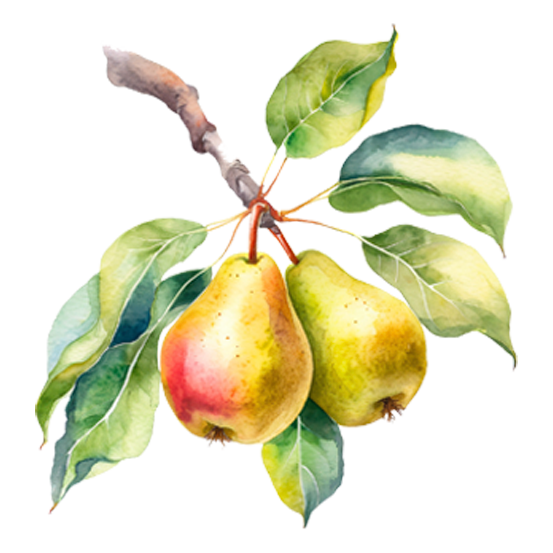 Pear Trees
