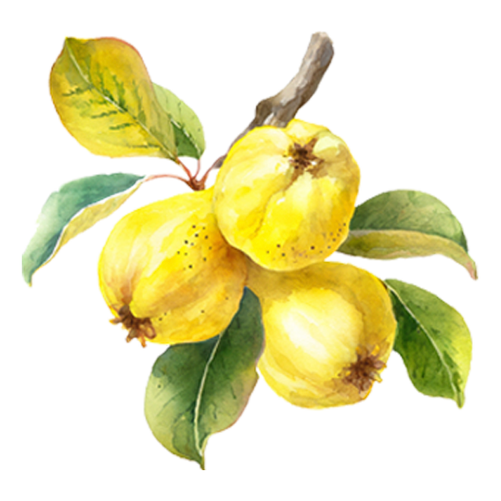 Quince Trees