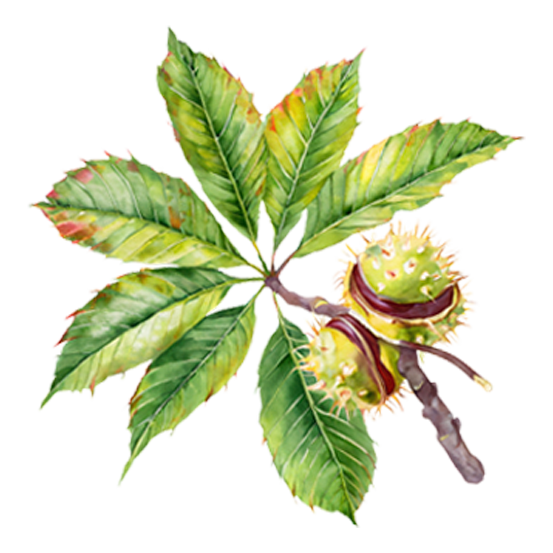 Sweet Chestnut Trees