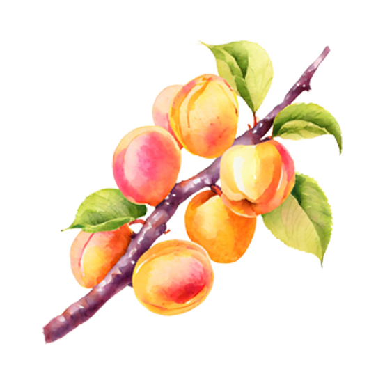 Apricot Trees