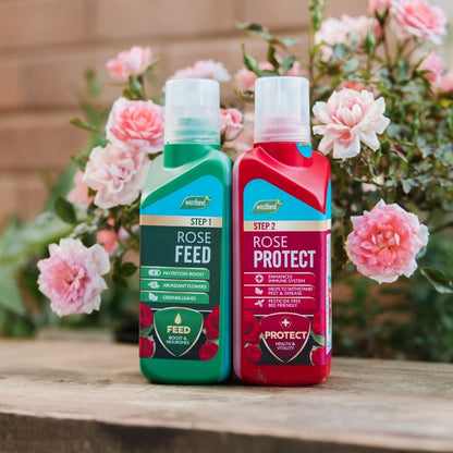 The Westland Rose Feed & Protect set, featuring two 500ml bottles, is displayed on a wooden surface, surrounded by vibrant flowers with pink roses blooming in the background.