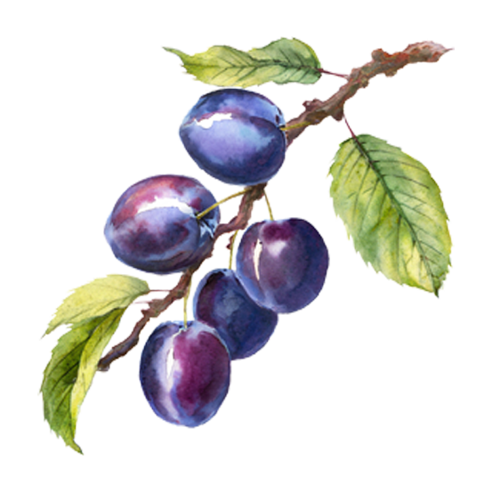 Damson Trees