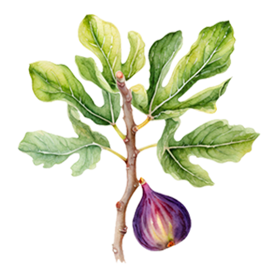 Fig Trees