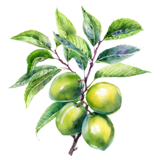Greengage Trees