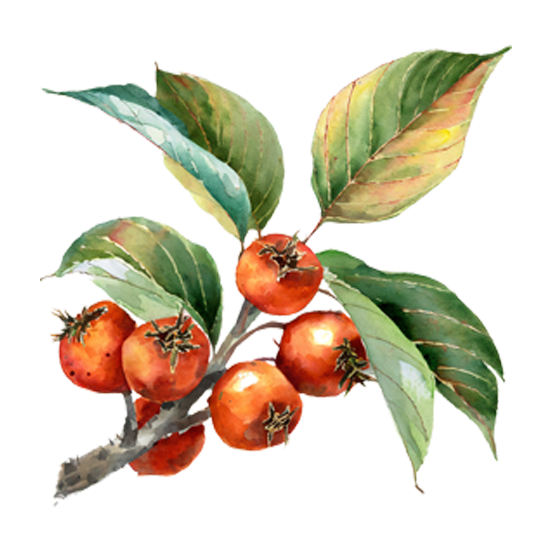 Medlar Trees