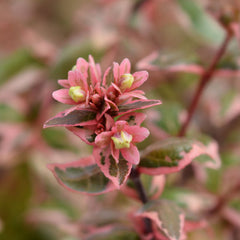 Abelia Magic Daydream - Abelia