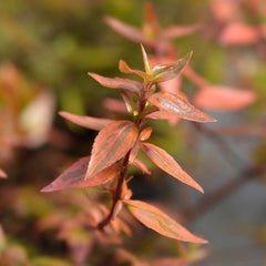 Abelia x grandiflora Kaleidoscope - Abelia