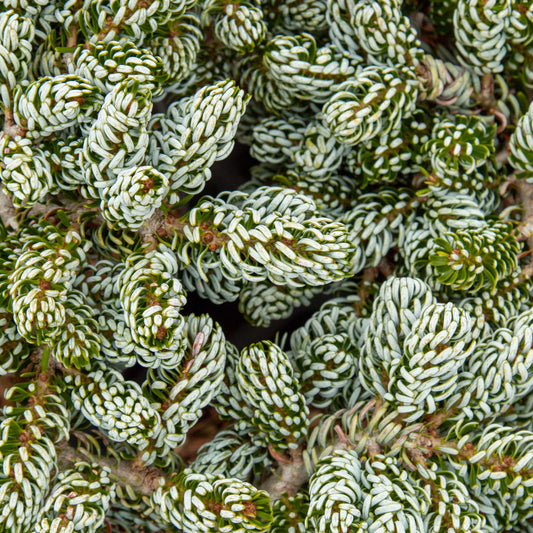 Abies koreana Kohout's Ice Breaker - Korean Fir