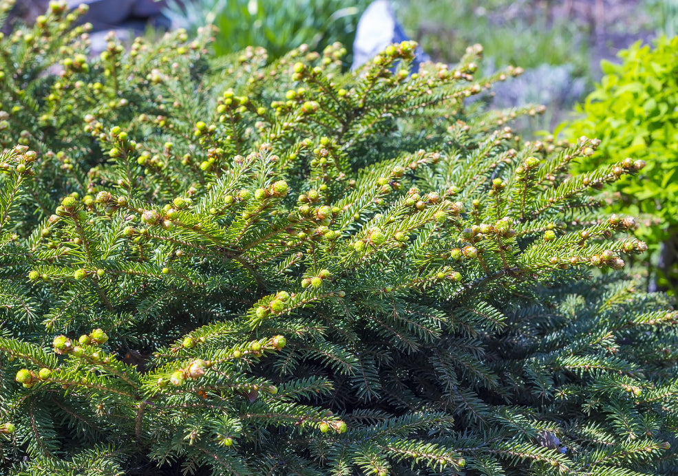 Evergreen Beauty with Wildlife Appeal.