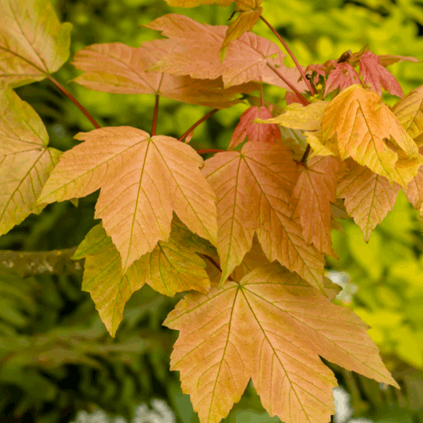 A close-up showcases the vibrant foliage of orange and yellow leaves from an Acer Brilliantissimum - Shrimp-Leaved Sycamore Tree branch, contrasted against a softly blurred green background.