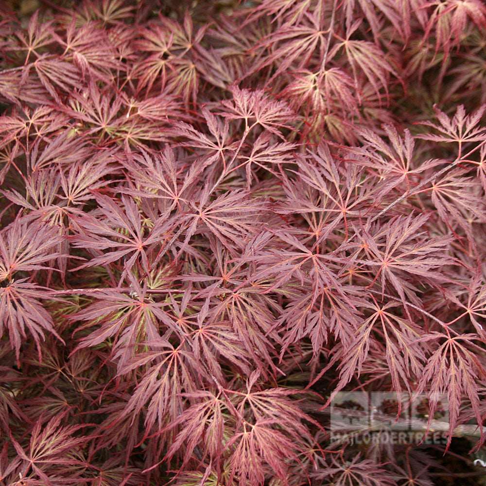 A close-up of a dense cluster of thin, red Japanese maple leaves with intricate patterns beautifully showcases the signature deep purple-red foliage of Acer Crimson Queen.