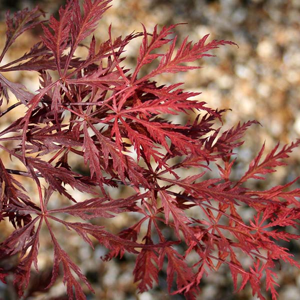 Close-up of the delicate, deep purple-red foliage of an Acer Crimson Queen - Japanese Maple, against a blurred background.