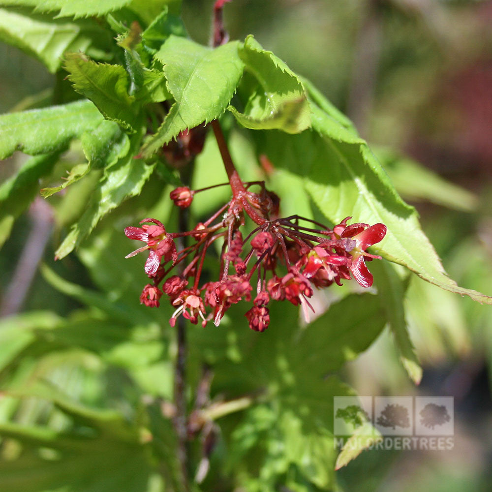 Close-up of a cluster of red buds and small flowers on an Acer Osakazuki - Japanese Maple Tree branch, surrounded by green leaves.
