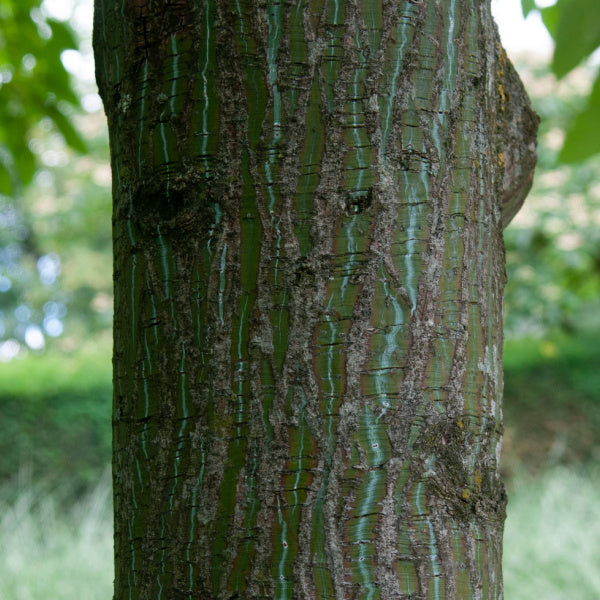 Close-up of the Acer Rufinerve, known as the Snake-Bark Maple Tree, showcasing its green and brown bark with vertical textured patterns. As an ornamental specimen, its leaves blend harmoniously with the blurred greenery in the background, accentuating its graceful form.