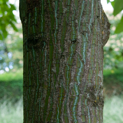 Close-up of the Acer Rufinerve, known as the Snake-Bark Maple Tree, showcasing its green and brown bark with vertical textured patterns. As an ornamental specimen, its leaves blend harmoniously with the blurred greenery in the background, accentuating its graceful form.