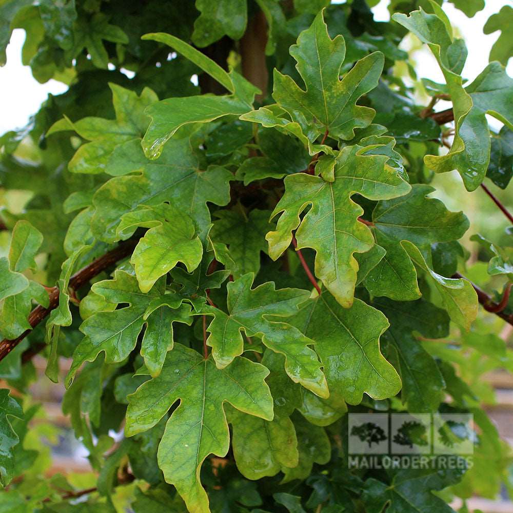 Close-up of green oak leaves with a delicate watermark logo in the bottom right corner, reminiscent of autumn foliage from an Acer campestre Elsrijk - Field Maple Tree.