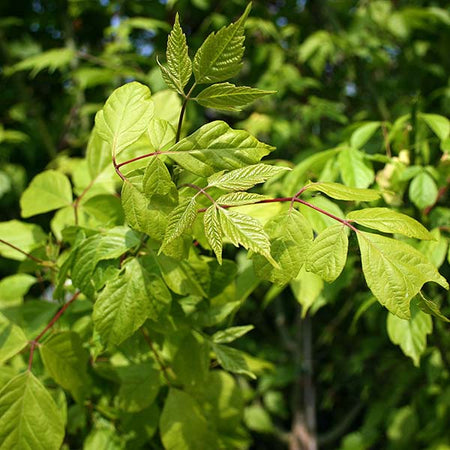 Acer negundo - Ash Leaved Maple Tree | Mail Order Trees