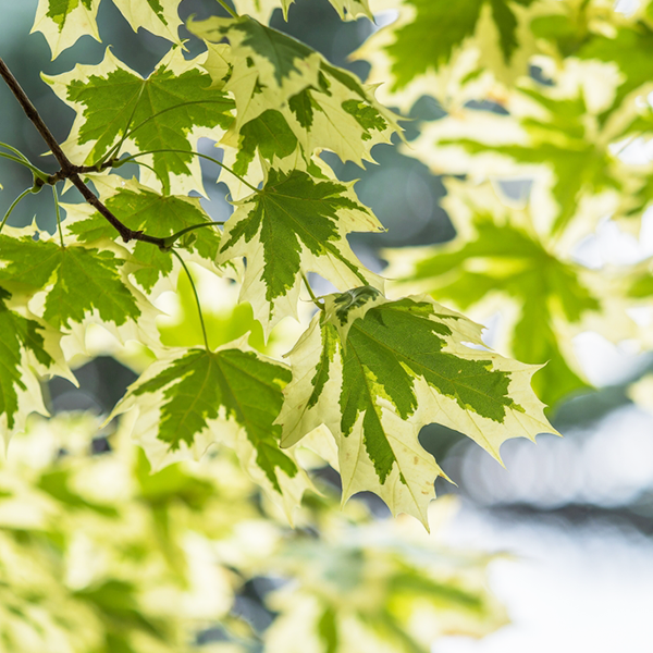 Acer Drummondii - Norway Maple Tree
