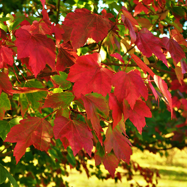 Acer October Glory - Red Maple Tree