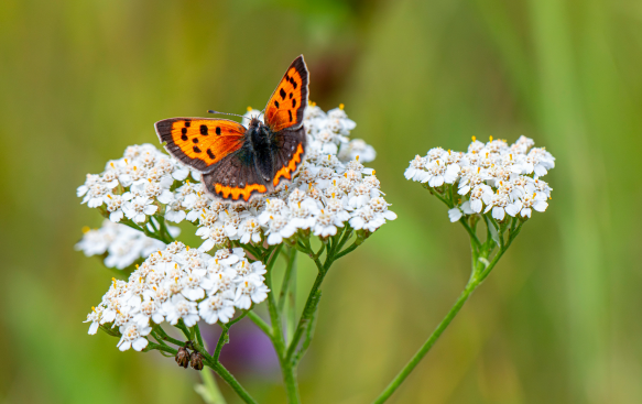 A Pollinator Magnet and Wildlife Support.