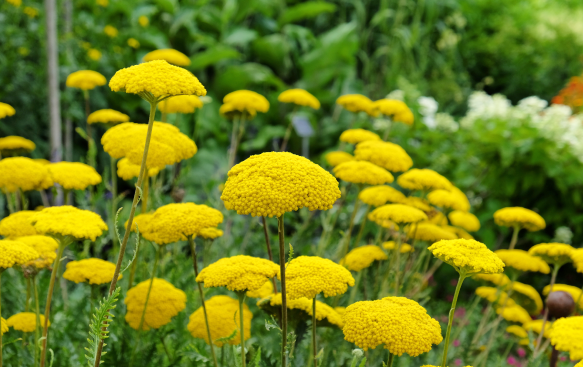 Hardy, Drought-Tolerant, and Easy to Care For.