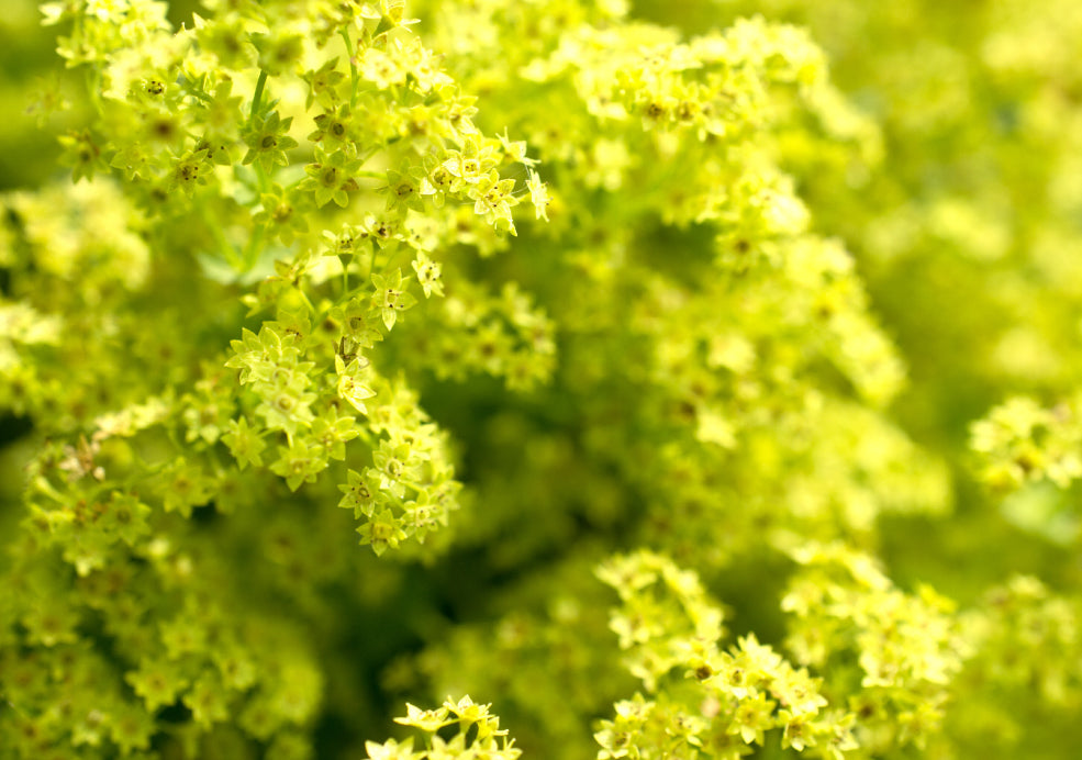 Alchemilla: A Delicate Beauty with Unique Foliage.