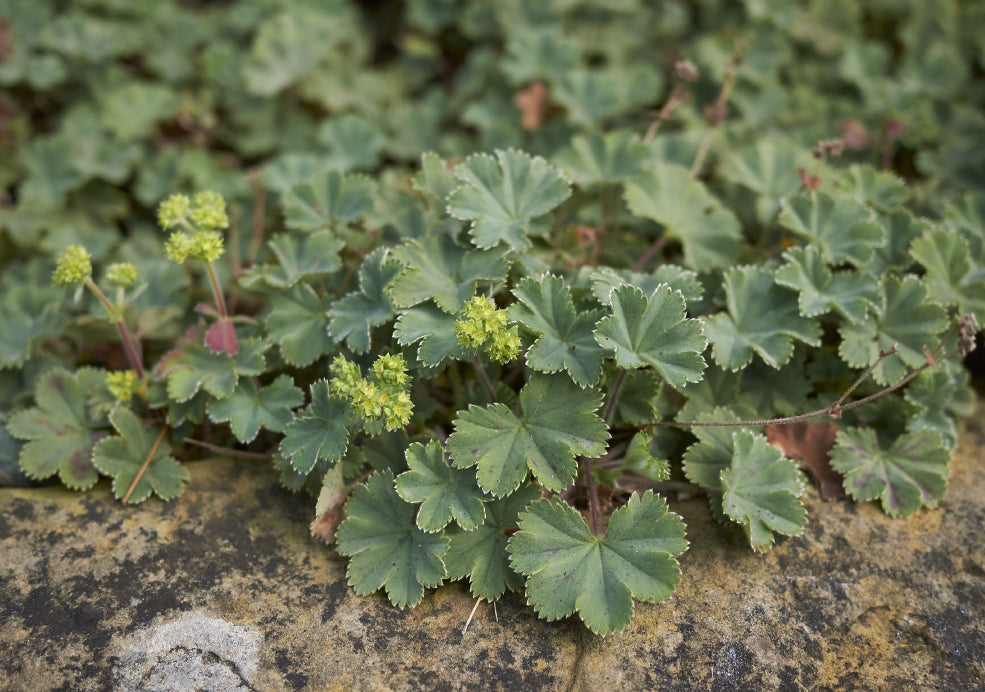 Hardy, Easy to Grow, and Versatile.